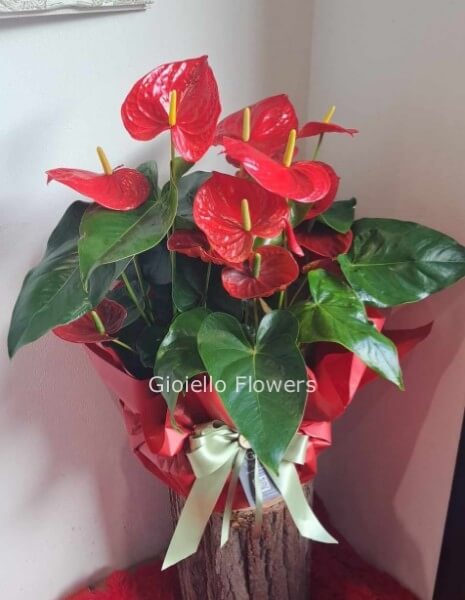 Pianta di anthurium rosso
