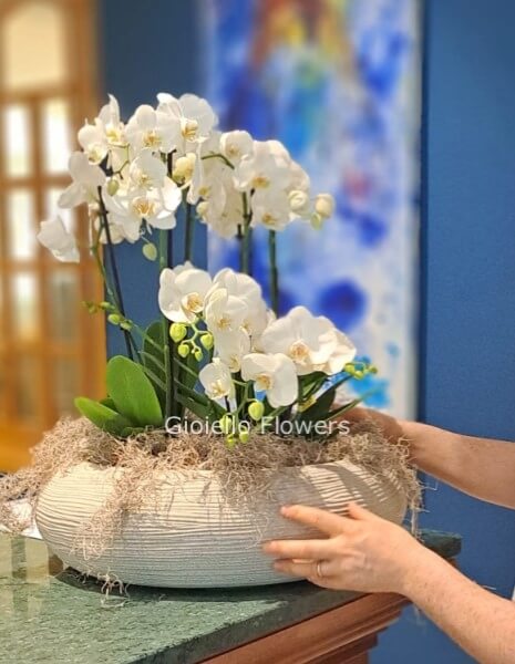 Composizione di orchidee phalaenopsis bianche